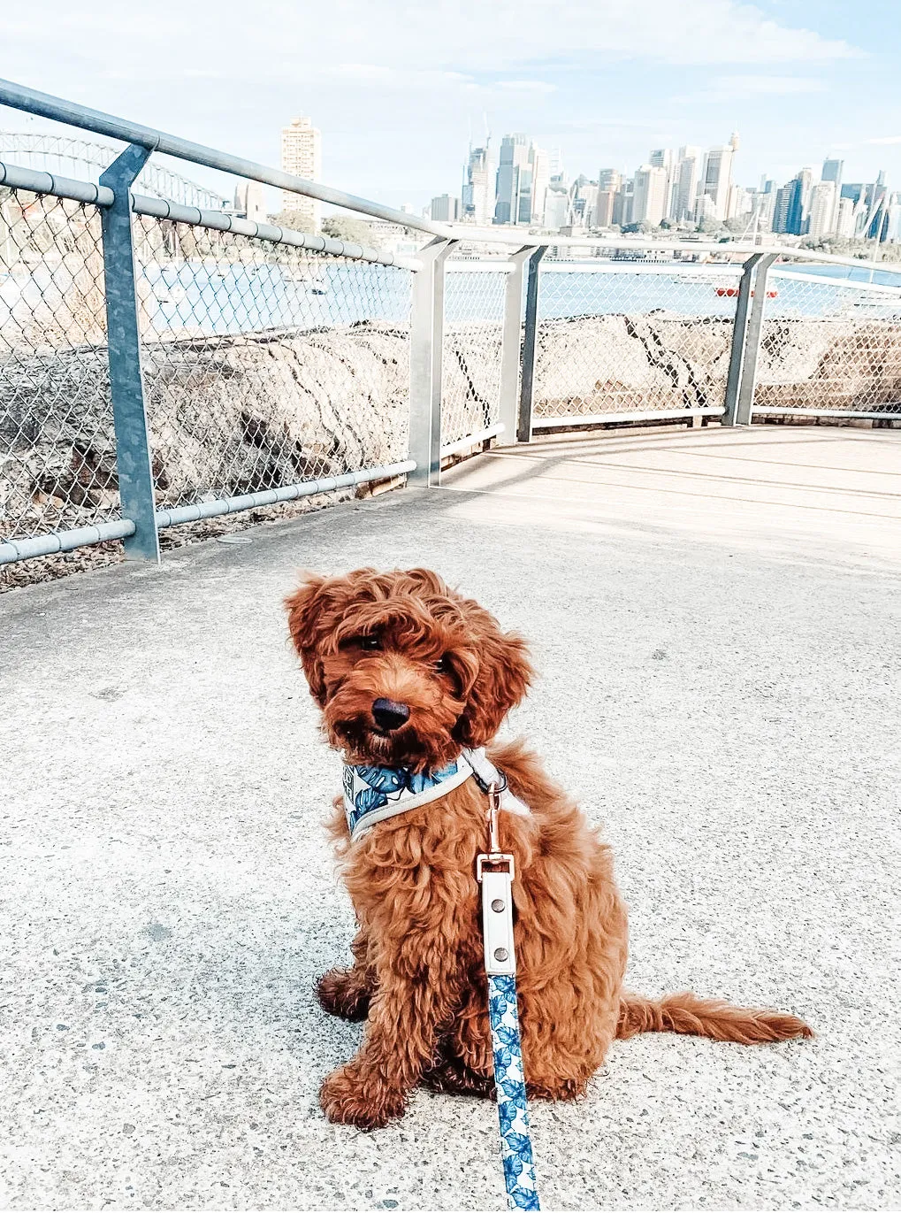 "Palm Vibes" City Leash