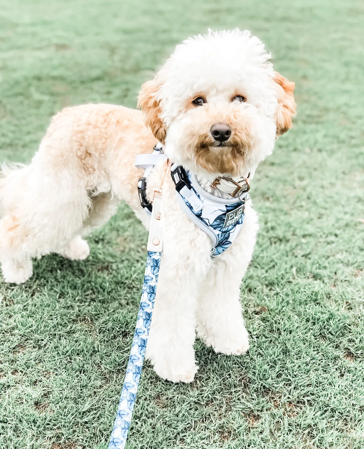 "Palm Vibes" City Leash