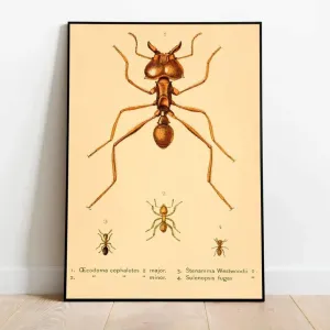 Vintage Ants Poster Print