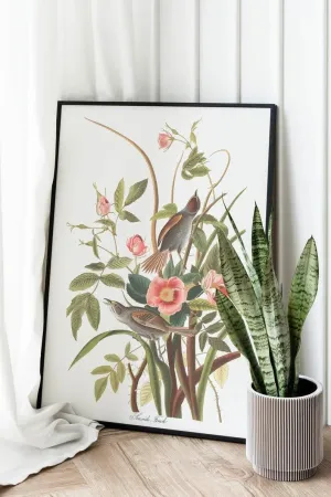 Vintage Bird Art Prints| Bird Poster