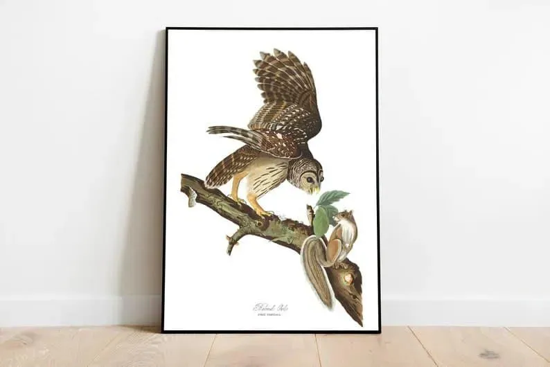 Vintage Bird Art Prints| Bird Poster
