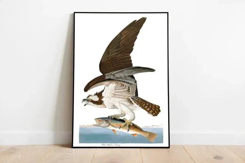 Vintage Bird Art Prints| Bird Poster