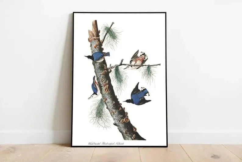 Vintage Bird Art Prints| Bird Poster