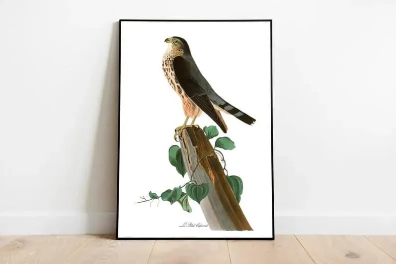 Vintage Bird Art Prints| Bird Poster