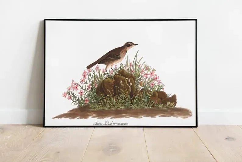 Vintage Bird Art Prints| Bird Poster