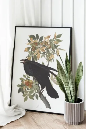Vintage Bird Art Prints| Bird Poster