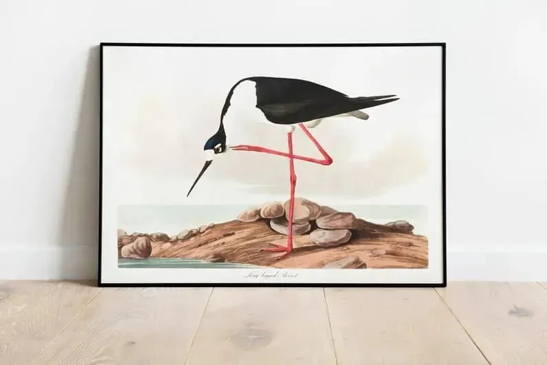 Vintage Bird Art Prints| Bird Poster
