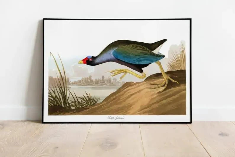 Vintage Bird Art Prints| Bird Poster