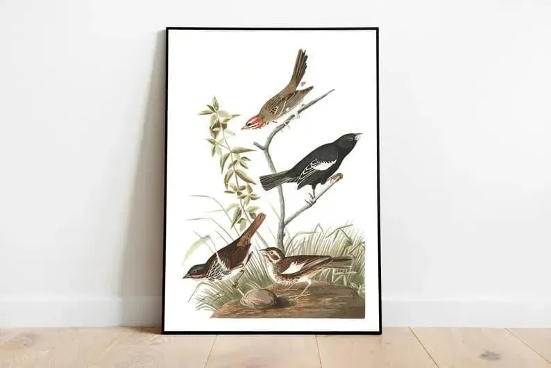 Vintage Bird Art Prints| Bird Poster