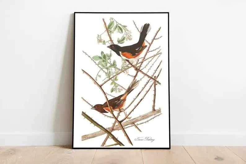 Vintage Bird Art Prints| Bird Poster