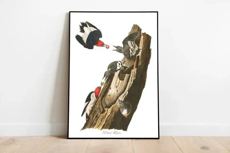 Vintage Bird Art Prints| Bird Poster