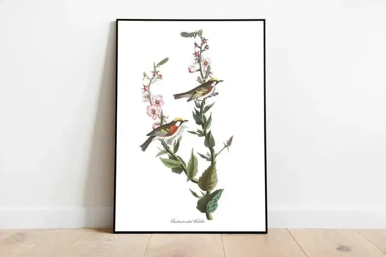 Vintage Bird Art Prints| Bird Poster